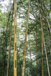 青丝金竹