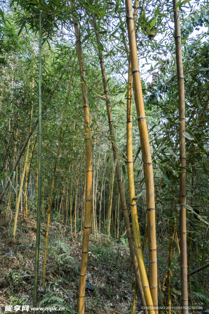 黄竿哺鸡竹