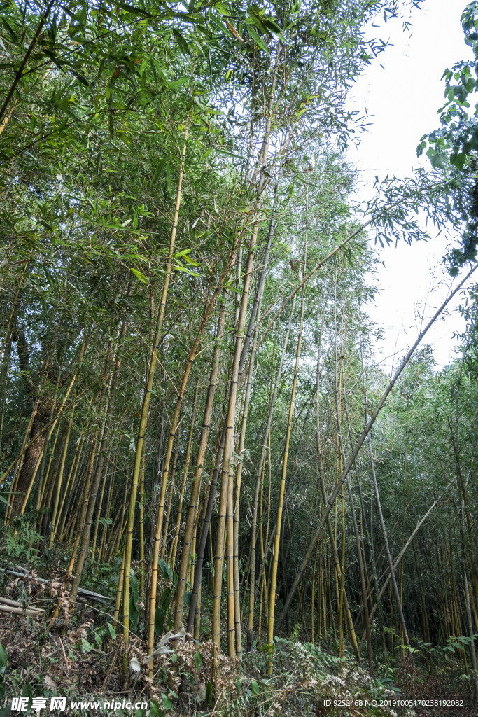 黄竿哺鸡竹