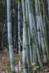 毛竹