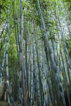 竹林