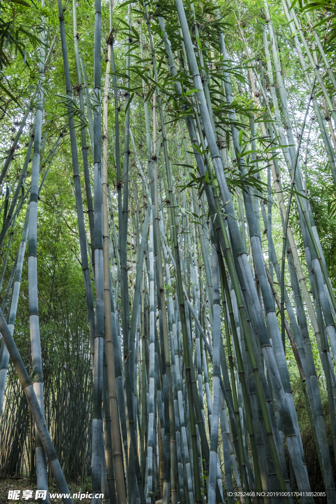 竹林
