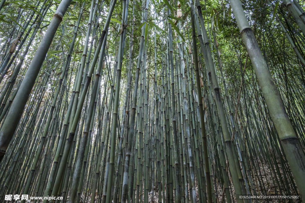 刺刺竹