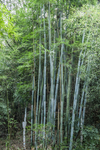 粉竹