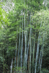 粉单竹