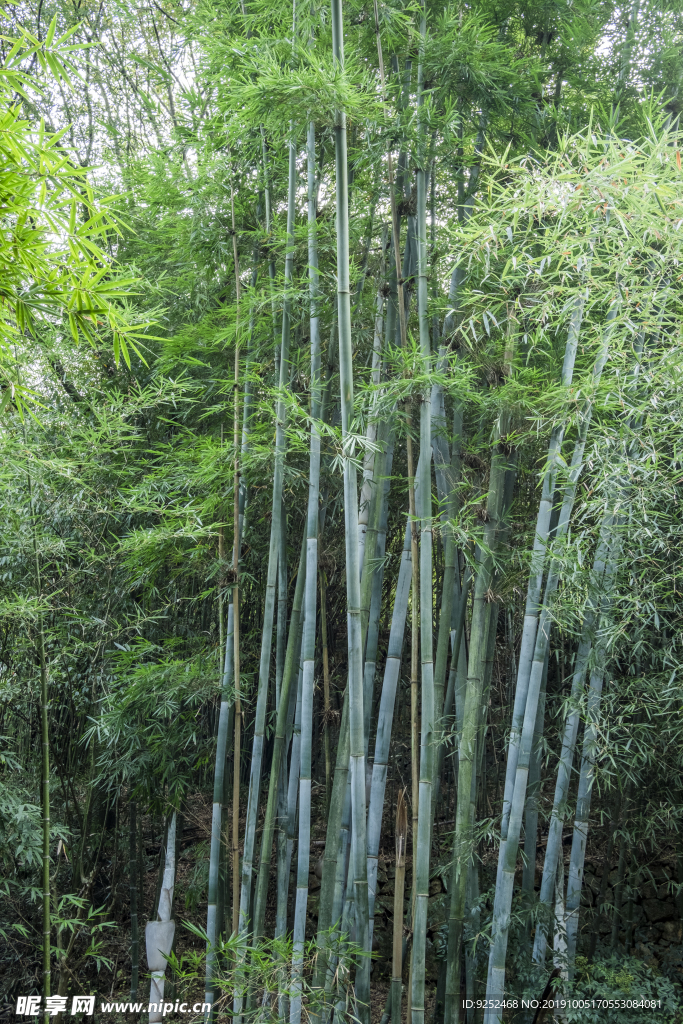 粉单竹