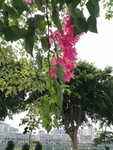 花卉