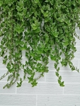 植物