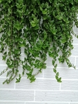 植物