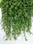 植物