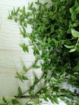 植物