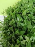 植物