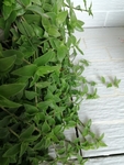 植物