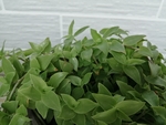 植物
