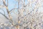 雪景