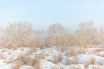 雪景