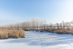 雪景