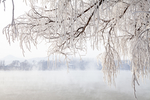 冰雪树