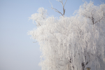冰雪树
