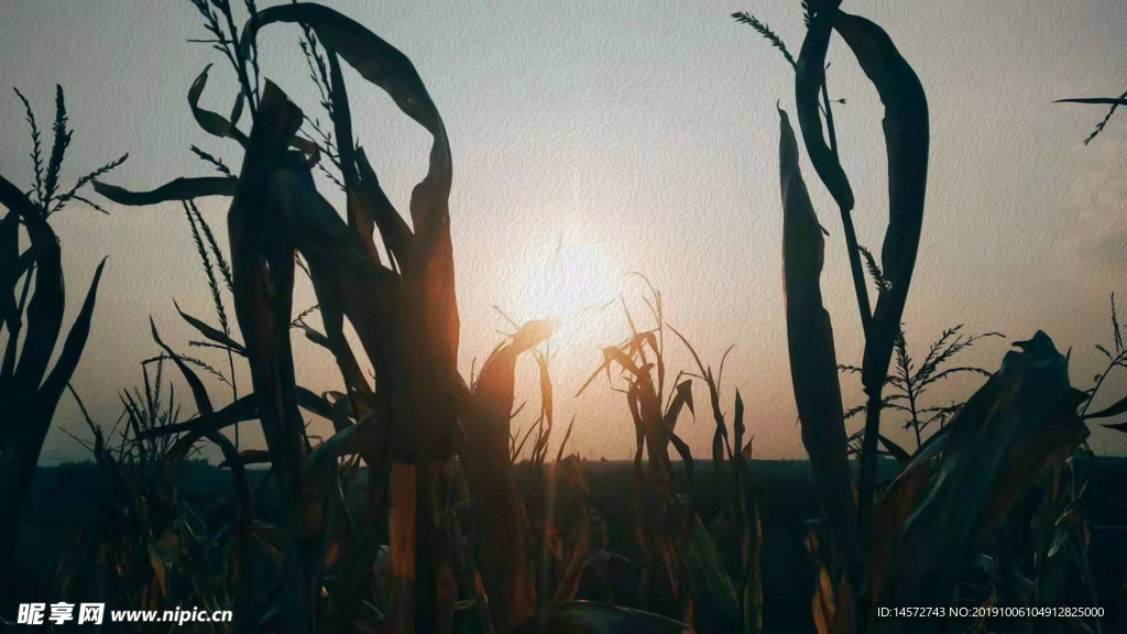 玉米地油画风景图