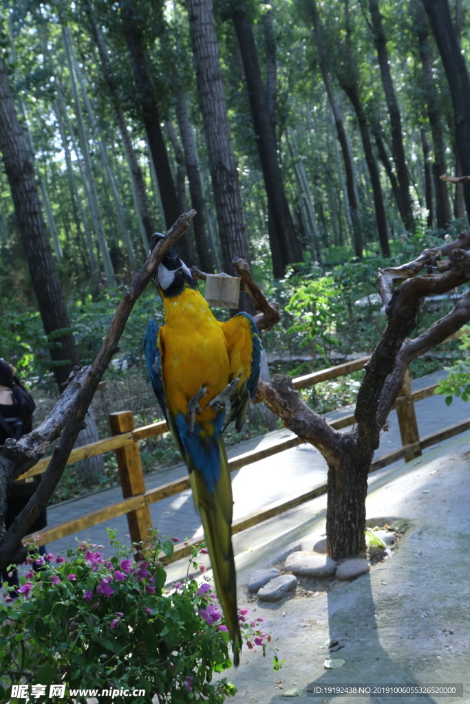 鹦鹉