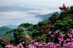 阳明杜鹃