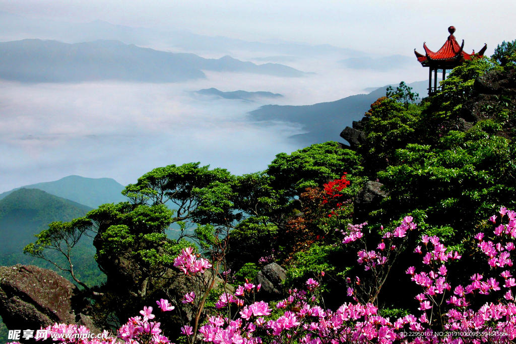 阳明杜鹃