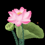 荷花