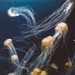 水母