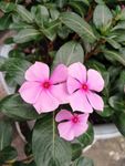 花 长春 长春花 日日春