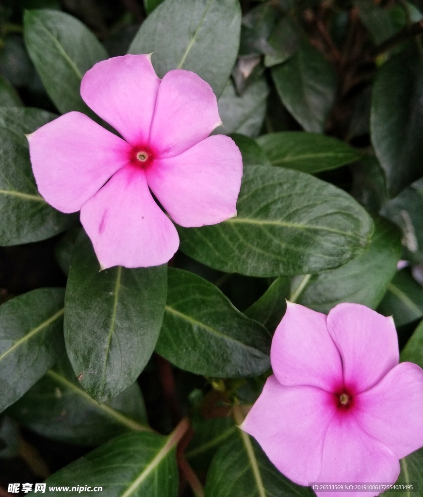 花 长春 长春花 日日春