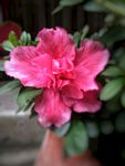 杜鹃 杜鹃花 红花 紫色花