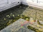 小鱼戏水
