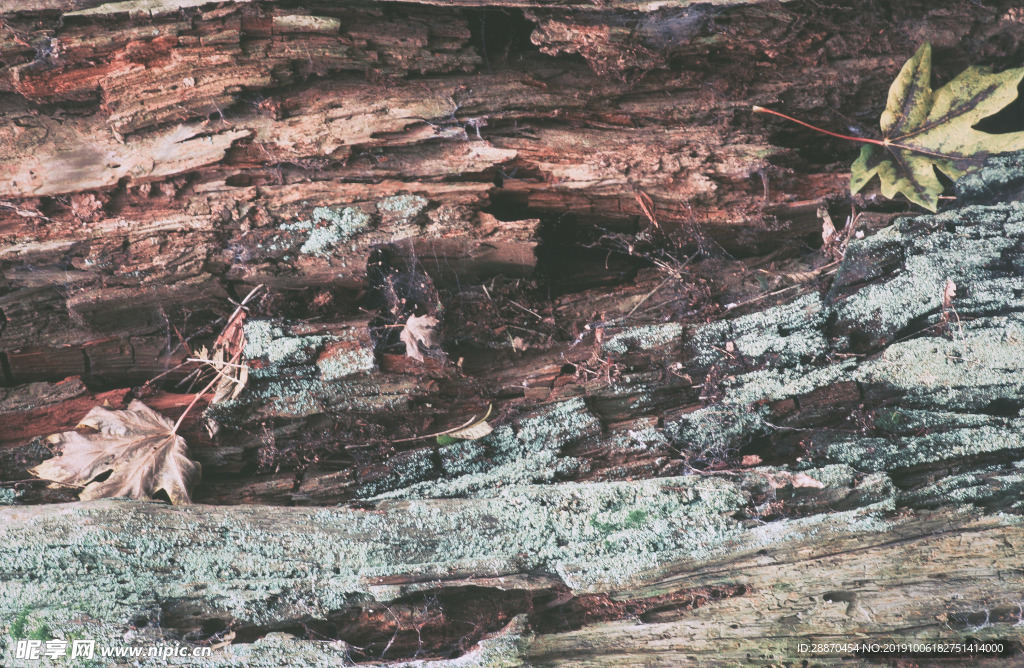 剥落在树前面的干燥悬铃树叶子