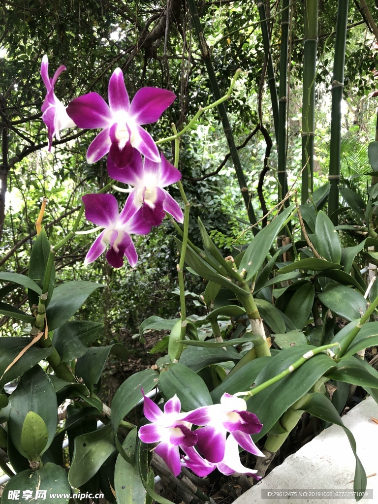 花