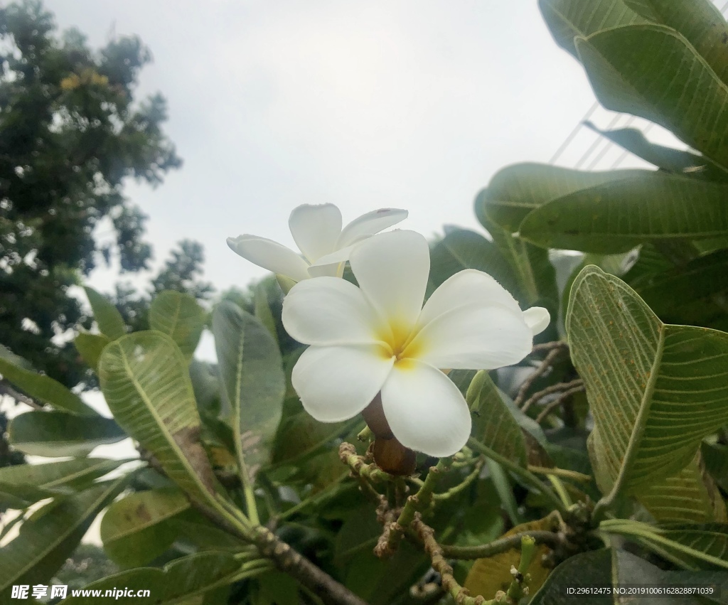 白花