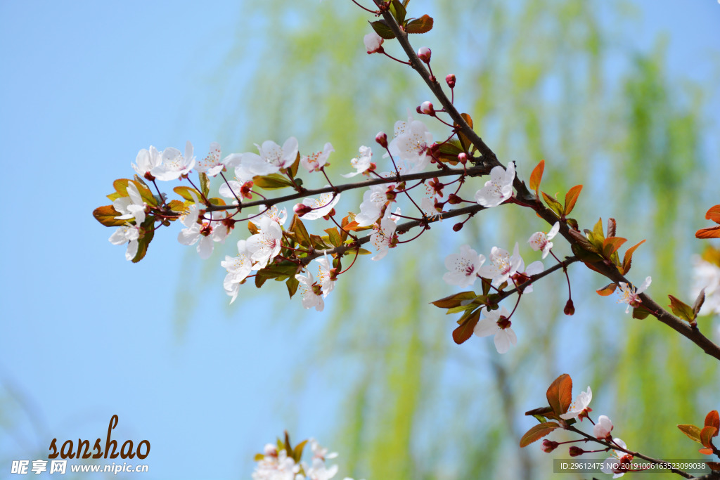 花