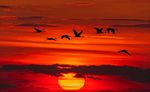 夕阳