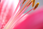 花蕊