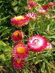 蜡菊