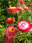 蜡菊