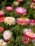 蜡菊