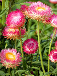 蜡菊