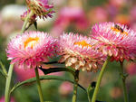 蜡菊