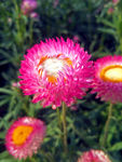 蜡菊
