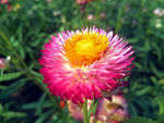蜡菊