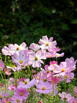 格桑花