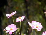 格桑花