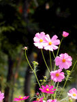 格桑花