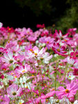 格桑花